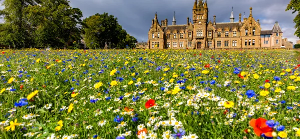 The wildflower meadow at Morgan Academy in Dundee