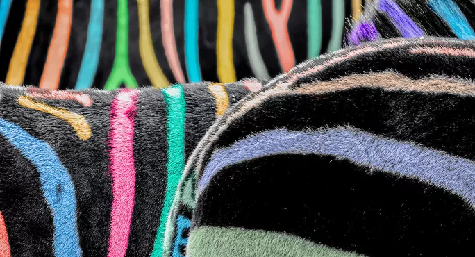 Coloured Zebra