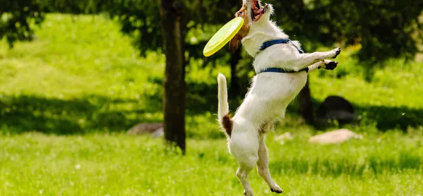 Dog frisbee 