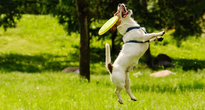 Dog frisbee