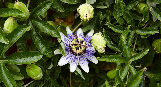 Passion flower