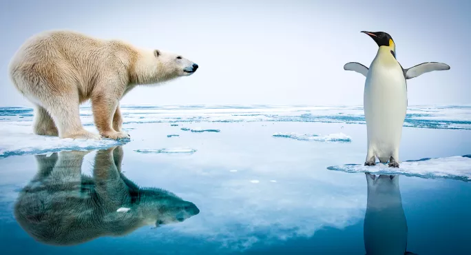 Polar bear and penguin