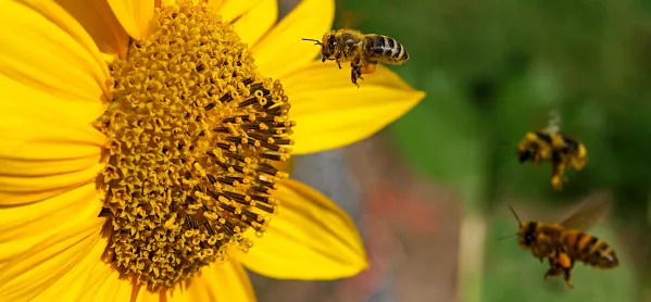 Attracting teachers bees flowers