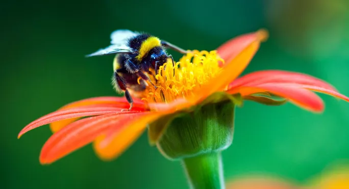 Bee landing on open red and orange flower against green background 