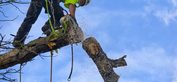 Tree surgeon cutting branch off tree