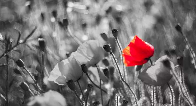 Remembrance and schools’ ‘pivotal role’ in connecting with the past