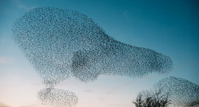 Flock of starlings