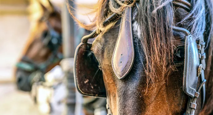 Horse with blinkers