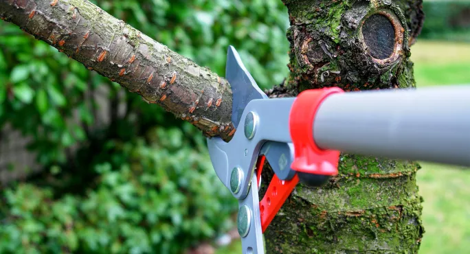 Trimming branch