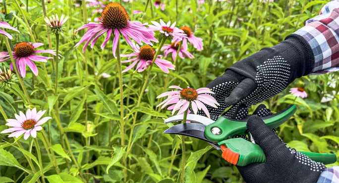 Cutting flowers