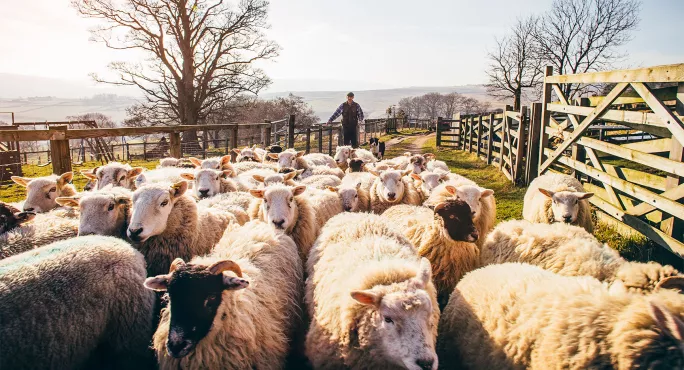 Sheep herding