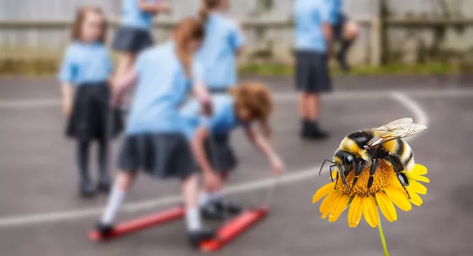 Bumblebee in playground