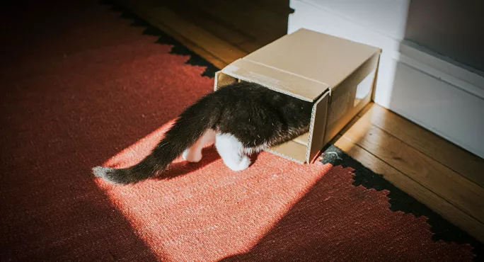 Curious cat in a box