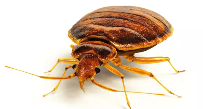 Thousands Spent On Scottish Primary School’s Bedbug Infestation