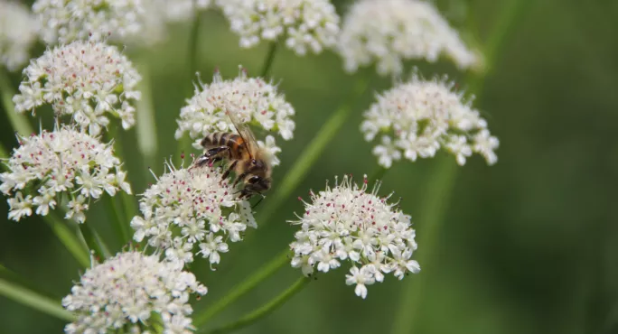 A Picture Of A Bee Taken By Student Eva Martinson