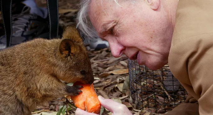 David Attenborough, Feeding A Carrot To A Baby Wallaby