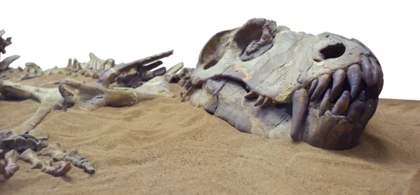Dinosaur Bones, Exposed In Sand Dune