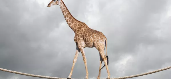 Giraffe On A Tighrope