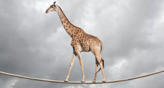 Giraffe On A Tighrope