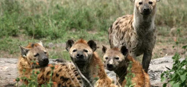 A Cackle Of Hyenas