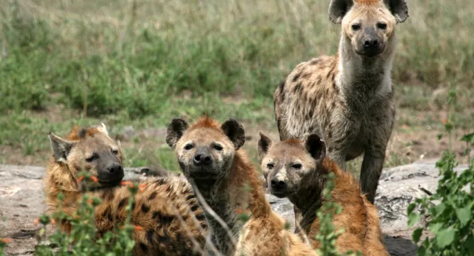 A Cackle Of Hyenas