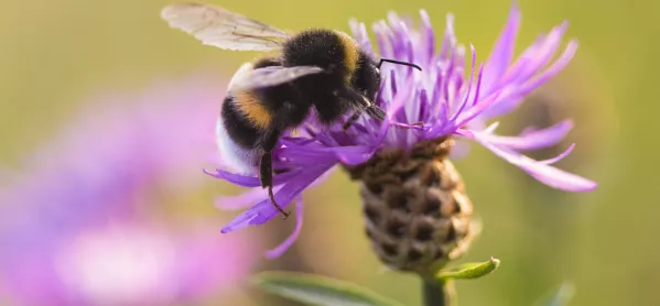 Teachers Have Criticised The Way A Key Stage Two Reading Question On Bumblebees Was Marked