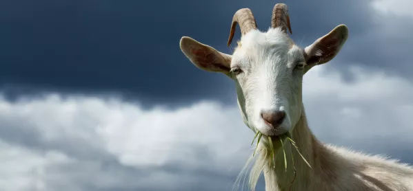 Goat Flattening The Grass