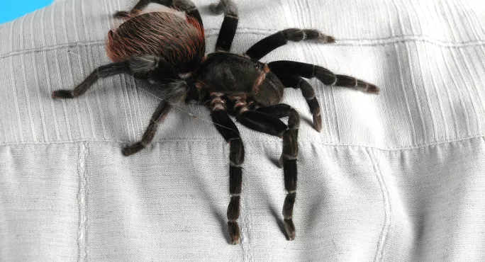 Tarantula