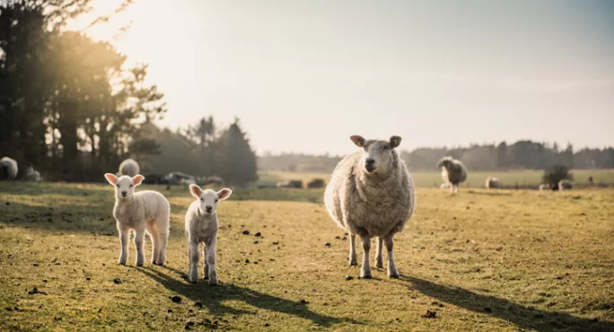 Coronavirus: How To Teach Land-based Courses Remotely After College Closures