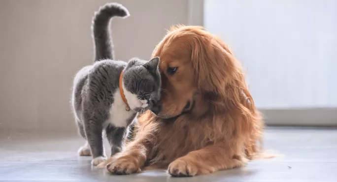 In Tes' Round-up Of Handy Guides For Teachers: Asking School Pupils To Bring Their Pets To Online Assembly Can Be Hugely Rewarding, Says Teacher Tom Shaw