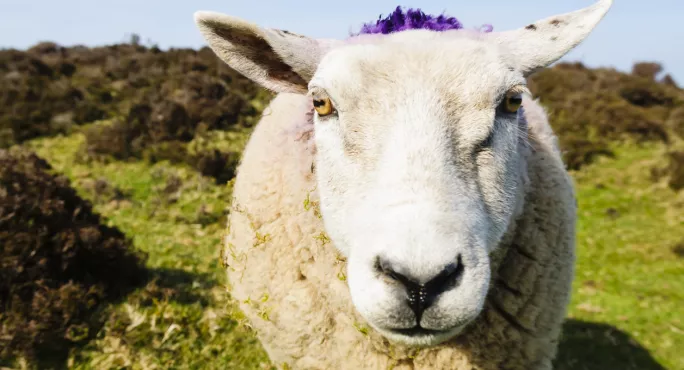 Unique Experiment Engages Pru Pupils In Outdoor Learning At Private School