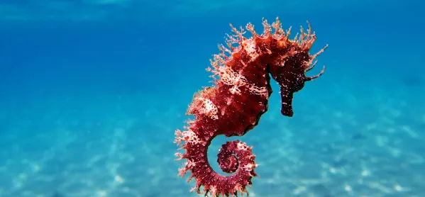 Red Seahorse, Floating In A Clear Sea