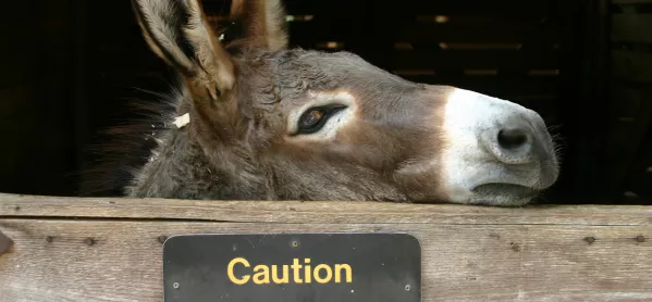 Coronavirus & Schools: Why Donkeys Are Furious At Being Compared To The Dfe
