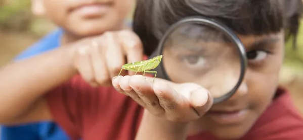 Citizen Science Projects Allow Primary Pupils To Take Part In Real-world Scientific Studies