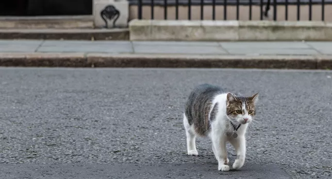 Btecs: How Williamson Can Learn From Larry The Cat