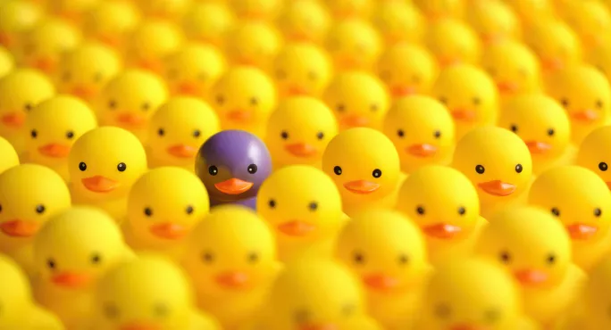 Cpd: One Purple Duck, In Among Lots Of Yellow Ducks