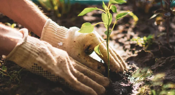 Skills For Life: Should Gardening Be Taught?