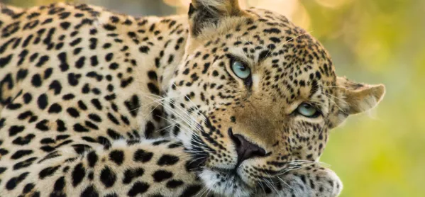 How Alan Turing's Research Into How Leopards Get Their Spots Can Boots Maths Engagement In Schools