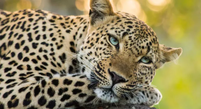 How Alan Turing's Research Into How Leopards Get Their Spots Can Boots Maths Engagement In Schools