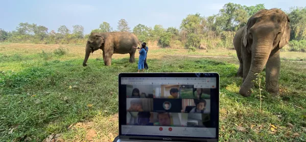 Virtual Elephant Safaris: A Way For Schools To Teach About Environmental Sustainability During Covid