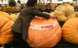 Giant pumpkin 