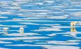 Climate change polar bear