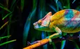 Chameleon adaptive learning