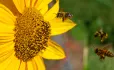 Attracting teachers bees flowers