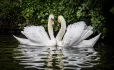 Partnership swans