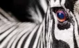 Zebra eye