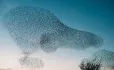 Flock of starlings