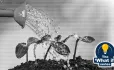 Watering plant