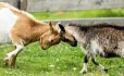 Butting heads