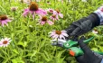 Cutting flowers